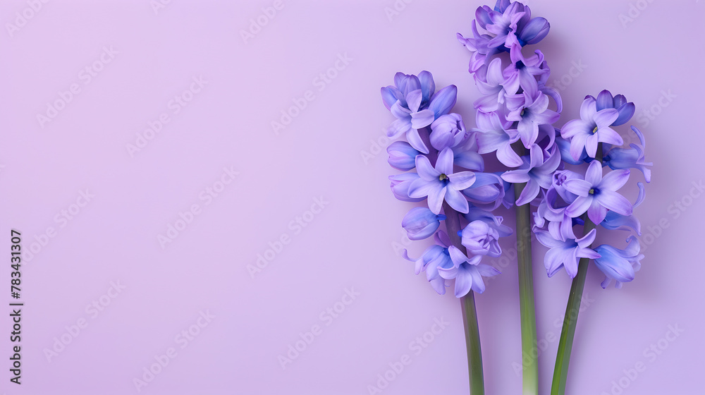 Fototapeta premium beautiful bunch of violet hyacinths flowers on decent pastel purple background - the background offers lots of space for text