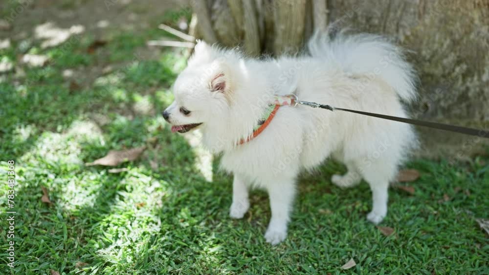 A fluffy white pomeranian dog on a leash stands outdoors in a grassy park. A fluffy white pomeranian dog on a leash stands outdoors in a grassy park.