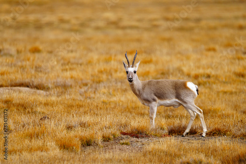 Tibetan Gazelle on the Grassland