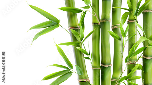 Bamboo isolated on a white background 
