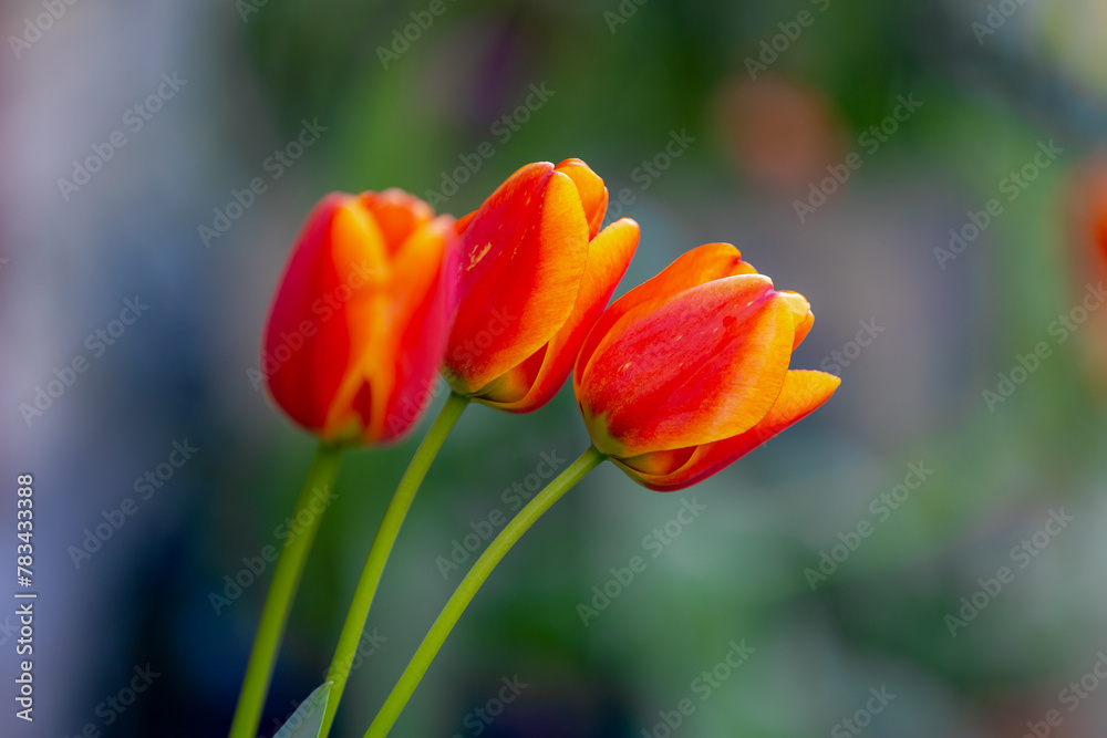 Selective focus of red and yellow flowers in garden, Tulips are plants of the genus Tulipa, Spring-blooming perennial herbaceous bulbiferous geophytes, Nature background, Tulip festival in Netherlands Selective focus of red and yellow flowers in garden, Tulips are plants of the genus Tulipa, Spring-blooming perennial herbaceous bulbiferous geophytes, Nature background, Tulip festival in Netherlands