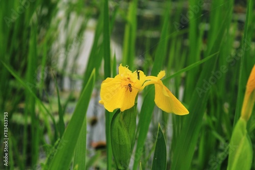 노란꽃창포, 식물