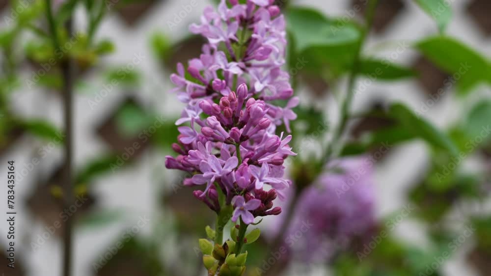 Lavender Clusters of lilac flowers bloom in the garden with a soft blur in the background. Flowers stand out in front of a white lattice and a blurred building. High quality 4k footage Lavender Clusters of lilac flowers bloom in the garden with a soft blur in the background. Flowers stand out in front of a white lattice and a blurred building. High quality 4k footage
