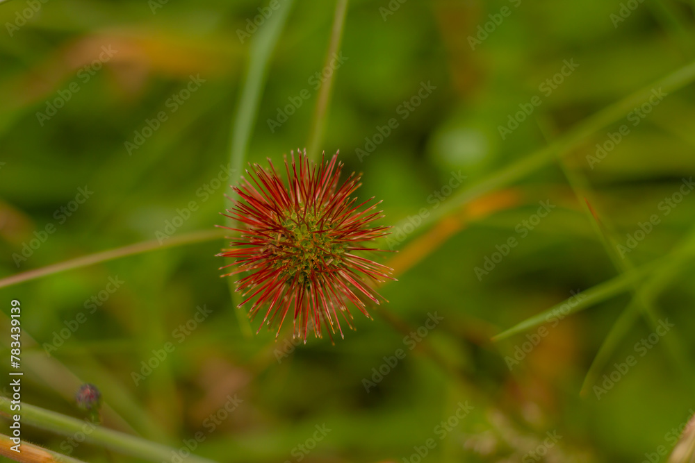 Cabeza de negro; cachorro; cadillo; cadillo carretón; cadillo correntino; cadillo tigre; espolón; guizazo; morado; mozote (de caballo); pasto camelo; pasto roseta; pega- pega; roseta; tembuque cadillo Cabeza de negro; cachorro; cadillo; cadillo carretón; cadillo correntino; cadillo tigre; espolón; guizazo; morado; mozote (de caballo); pasto camelo; pasto roseta; pega- pega; roseta; tembuque cadillo