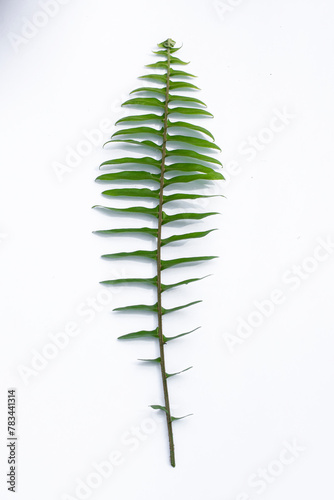 Fern leaf isolated on white background, clipping path material