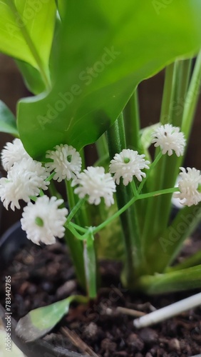 flowers for work desk room decoration