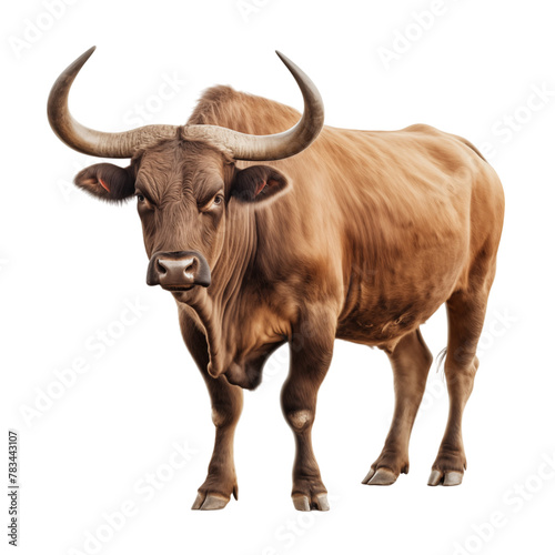 Brown bull isolated on transparent background