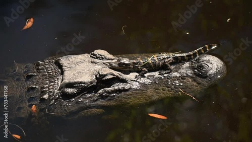 Alligator with a baby on its nose