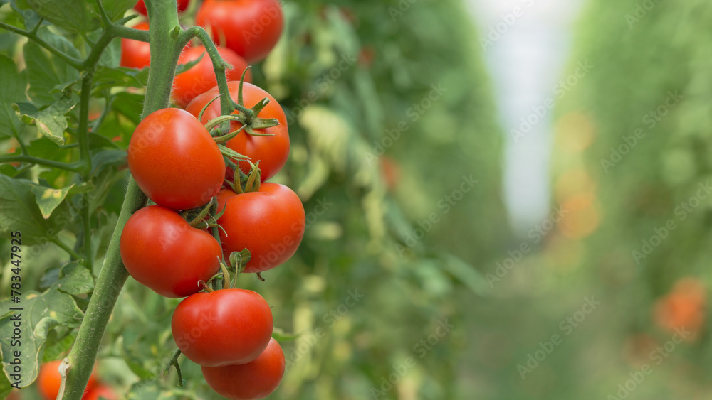 The tomato is the edible berry of the plant Solanum lycopersicum, commonly known as the
 tomato plant. The species originated in western South America, Mexico, and Central America. 
The Nahuatl word t