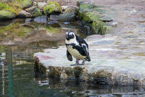 pingwin zoo oliwa Gdańsk 