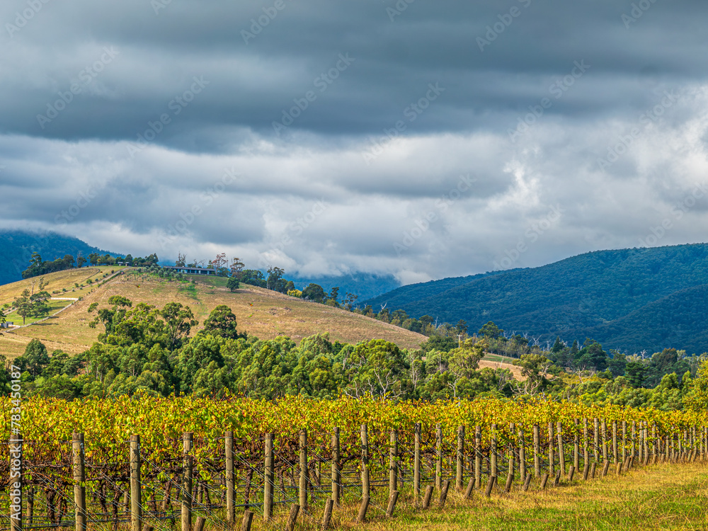 Vines Lead To Trees Then Hills