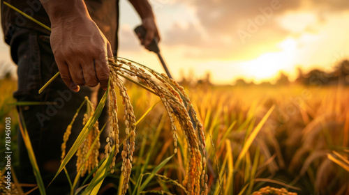 Farmer holding a sickle to harvest rice photo