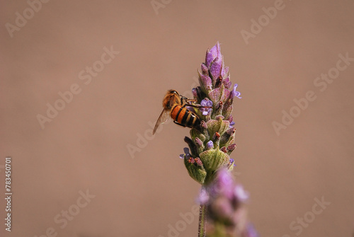 Abeja polinizando photo