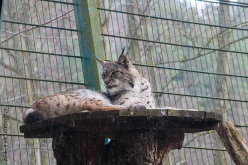 ryś photo