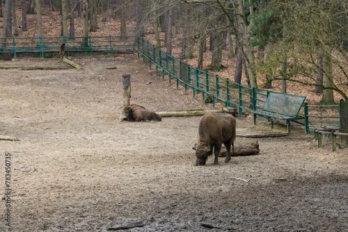 Fototapeta samoprzylepna żubr 