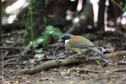 White-cheeked laughingthrush (Pterorhinus vassali) is a species of bird in the family Leiothrichidae. It is found in Cambodia, Laos and Vietnam.  photo