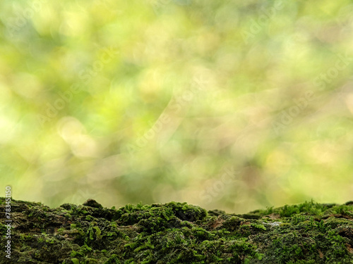 A blurry background with tree trunks covered with green moss