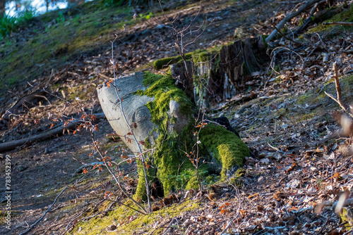 Baumstumpf mit Moos bewachsen sieht aus wie ein Frosch photo