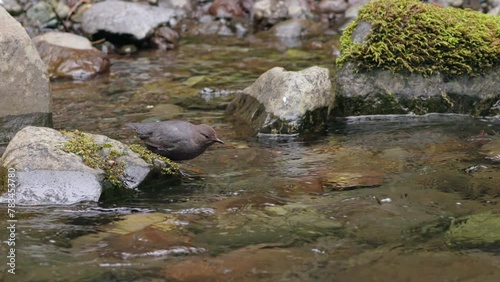 American Dipper (Cinclus mexicanus) bird swimming to catch small fish from a mountain stream in the Olympic Mountains of Washington state photo