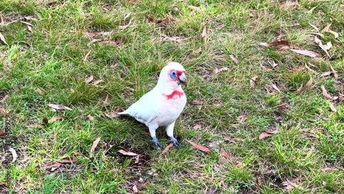 Cockatoo galah in a melbourne Victoria Park photo