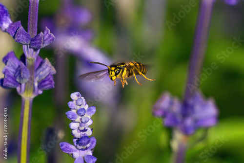 A Yellowjacket wasp flying through a purple Salvia flower garden. Close up action view.