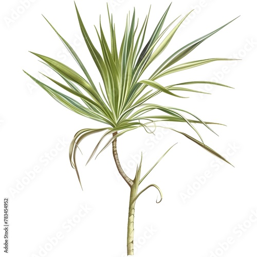 Detailed illustration of a Dasylirion plant, also known as a desert spoon, on a white background.