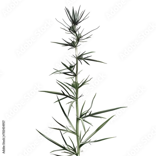 Detailed illustration of a Dasylirion plant  also known as a desert spoon  on a white background.