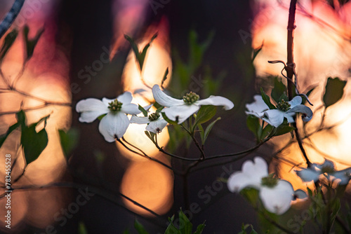 Sunset FOREST BLOSSOMS