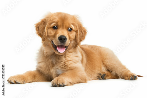 A golden retriever puppy, adorable and joyful, reclines against a white background.