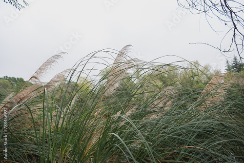 reeds in the wind