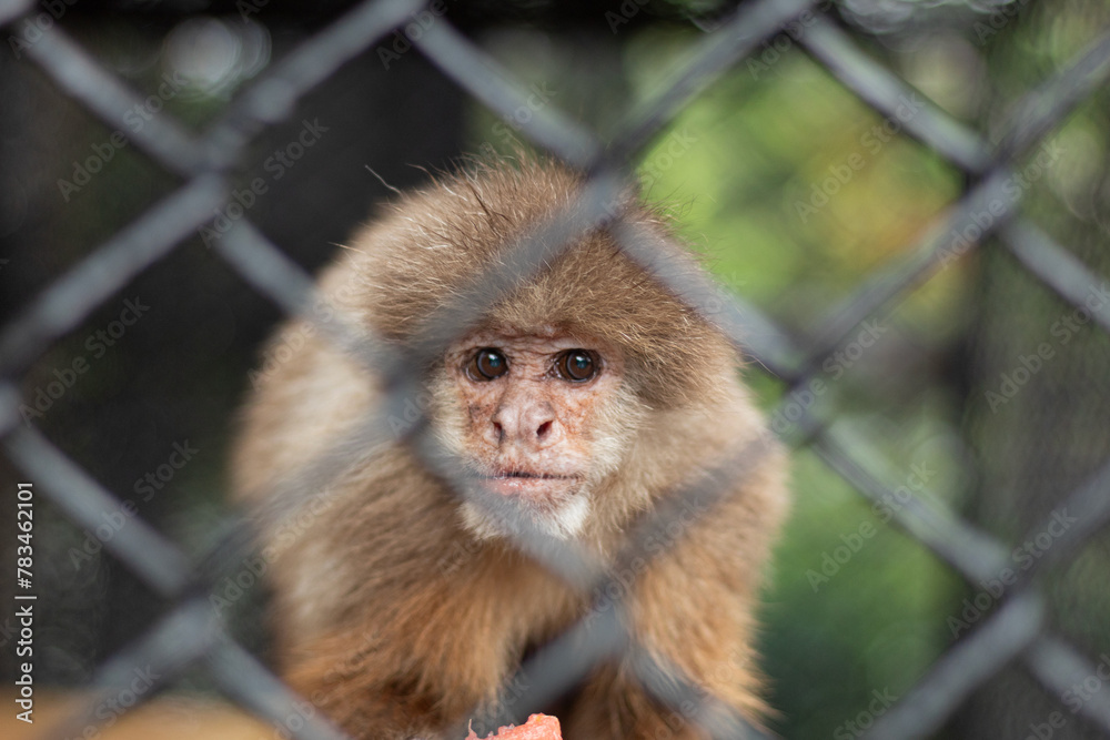 Obraz premium A cute blond monkey behind a fence looking at the camera. Lonely monkey, animal protection. Concept of animals in captivity.