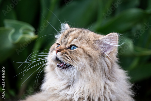 Light brown Persian cat talking with visitors in a tulip field with green leaves in the background 