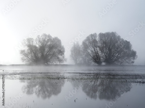 Abstract of silhouetted trees on foggy morning.
