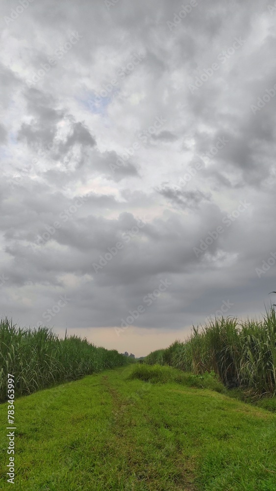 Footpath in the middle of sugarcane field in suburban area during cloudy day Footpath in the middle of sugarcane field in suburban area during cloudy day