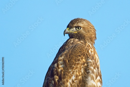 Portraiture of a red tailed hawk.
