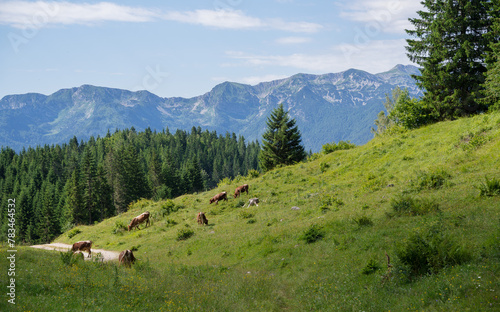 Hiking over the meadows and hills on Pokljuka plateau in Slovenia