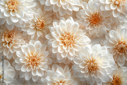 white chrysanthemum flowers pattern © Maizal