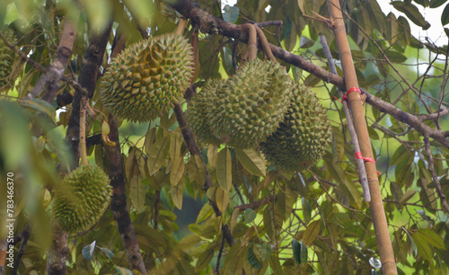 Durian orchard. Ripe durians on the tree.