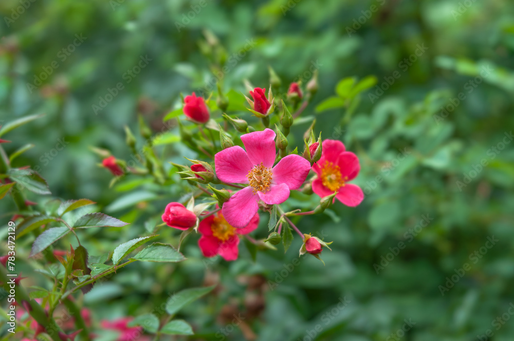 A close-up shot capturing pink rose flowers against a softly blurred bokeh background. Ideal for use in gift cards or calendar pages with ample space for text. A close-up shot capturing pink rose flowers against a softly blurred bokeh background. Ideal for use in gift cards or calendar pages with ample space for text.