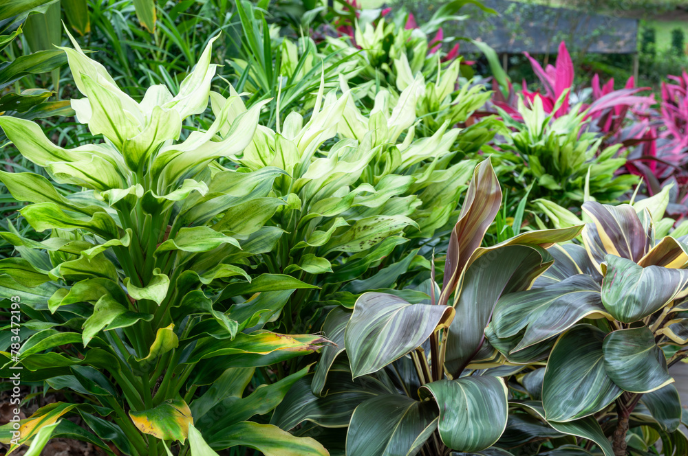 Obraz premium Lush Cordyline plants in various hues thriving in a tropical garden, illuminated by natural daylight. The vibrant foliage fills the frame, showcasing the beauty of these plants.