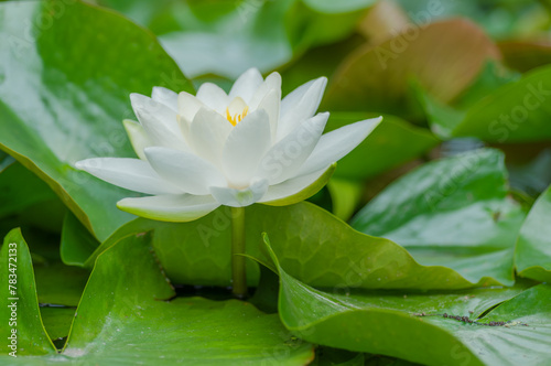 A solitary white lily blossom stands out amidst lush green foliage  basking in the gentle daylight.