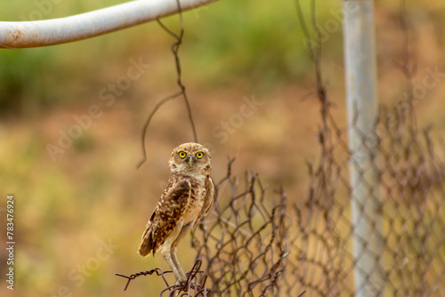 Mochuelo de Hoyo
Speotyto cunicularia
Burrowing Owl in Venezuela