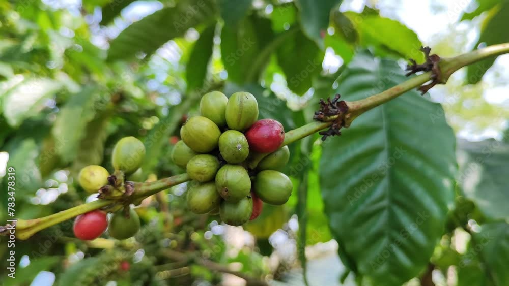 Young green and slightly reddish coffee berries on tree branches Young green and slightly reddish coffee berries on tree branches