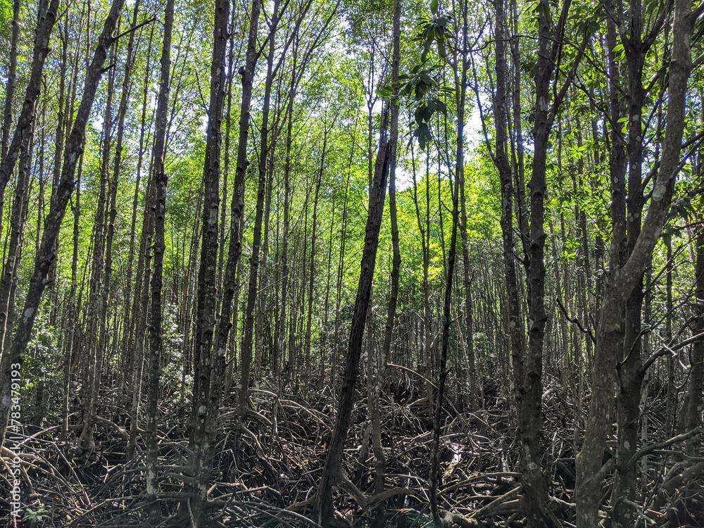 Obraz premium The lush green mangrove conservation forest is used as an educational tourist spot in East Kalimantan