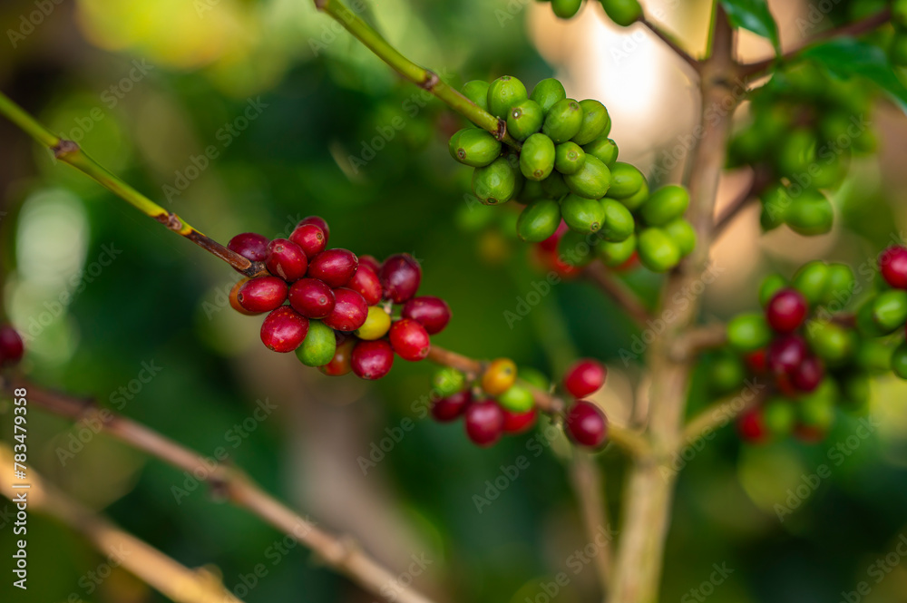 coffee plant coffee plant