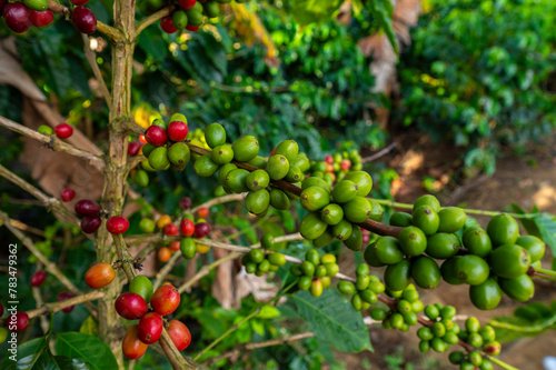 coffee plant