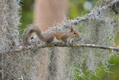 squirrel on a tree © Cirle