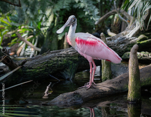 Roseate Spoonbill
