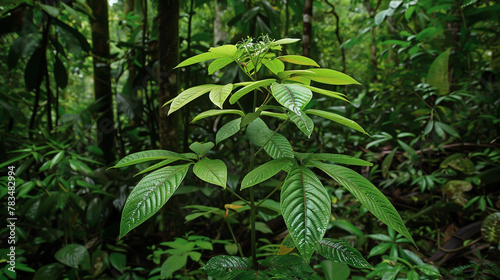 Researchers unearth a novel medicinal plant species hidden beneath the forest canopy.