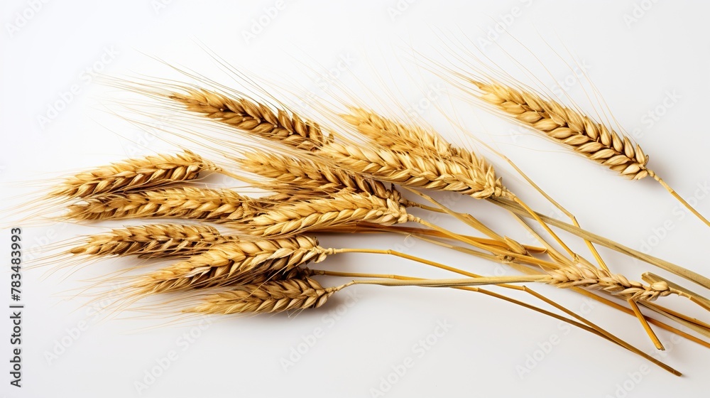 ears of wheat on white ears of wheat on white